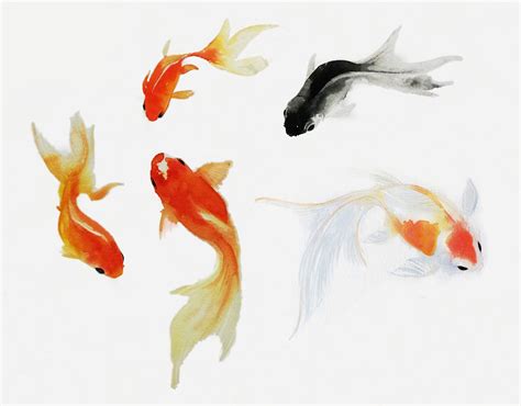 Five Watercolor Goldfishes Swimming By Iwakoshi