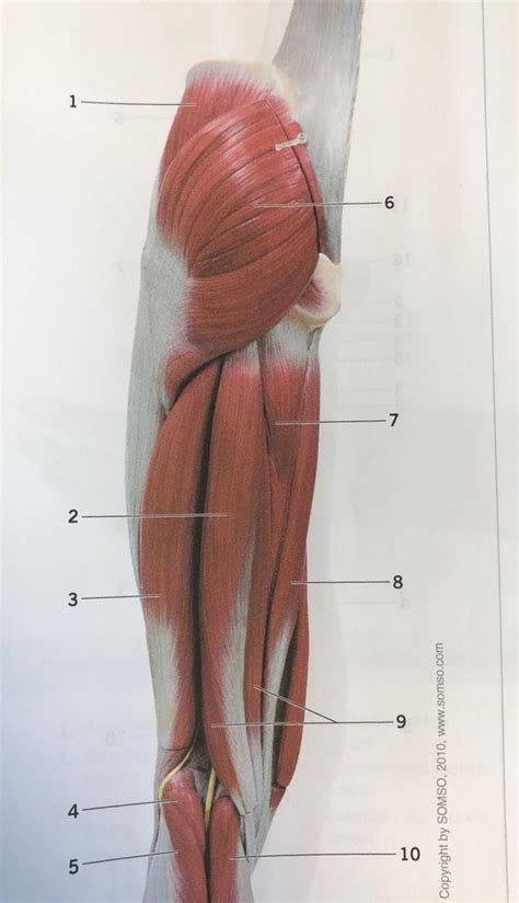 Posterior Thigh Diagram Quizlet