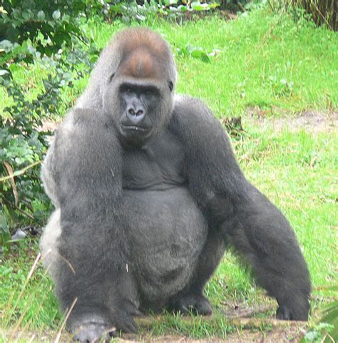 Filemale Silverback Gorilla