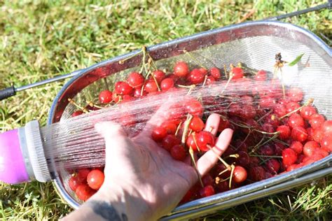 How To Freeze Cherries Cherry Hollow Homestead