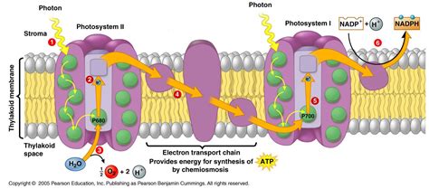 Flow Of Electrons In Photosynthesis Cadena De Transporte De