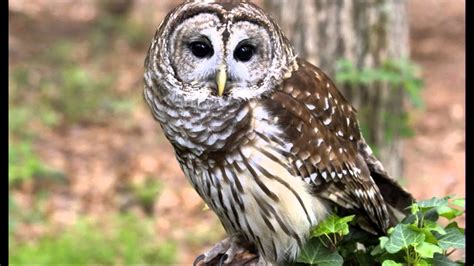 91 Owl Barred Female Two Phrase Hoot Ascending Hoot Caterwaul Youtube
