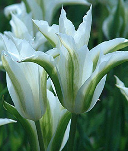 How To Grow And Care For Asiatic Lily Bulb Flowers Tulip Seeds