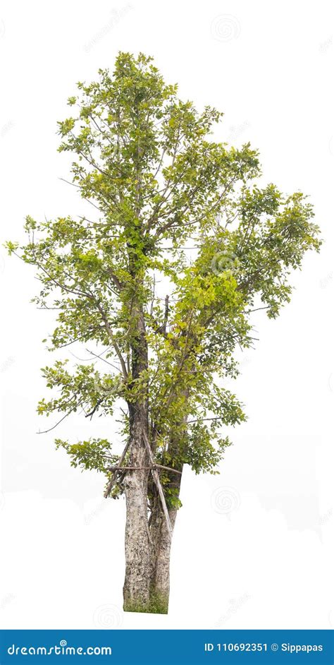 Isolated Trees On White Background Stock Image Image Of Life Leaf