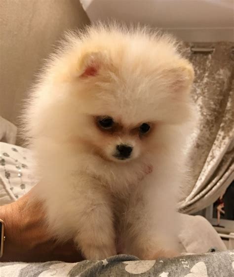 Pomeranians bark at suspicious activity and can be trained to make excellent watchdogs. KC Pomeranian Puppies for sale! | Spalding, Lincolnshire ...