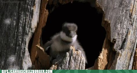Weitere ideen zu lustige bilder, lustig, lustige tiere. Lustige animierte Tier Gifs: Süsse Küken auf der Flucht