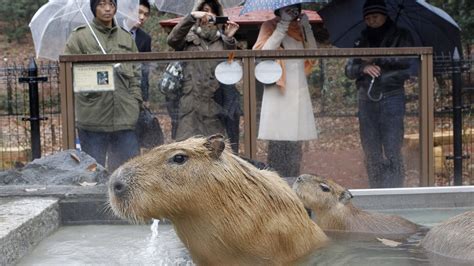 How The Capybara—the Worlds Largest Rodent—became A Superstar In Japan