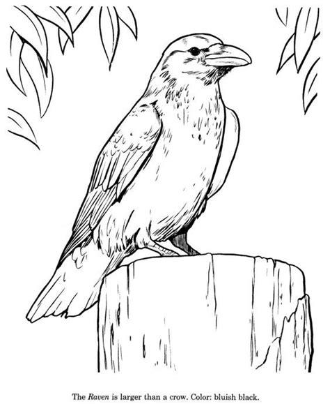 Raven Drawing And Coloring Page Pencil Drawings Of Animals Easy