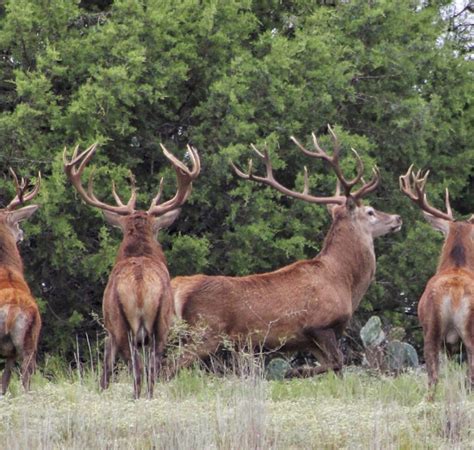 Red Stag Hunts In Texas Rock Creek Ranch