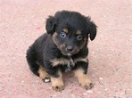 Cerco cucciolo in regalo di pastore tedesco | Petpassion