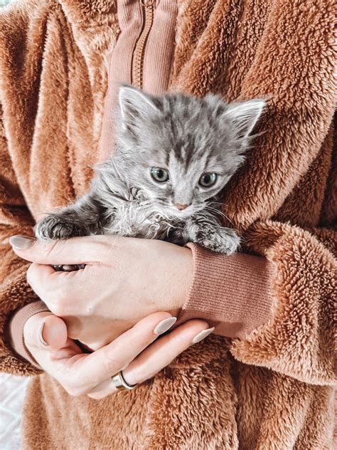 How To Take Care Of A 4 Week Old Kitten What To Buy