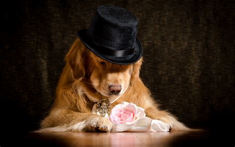 Fondos De Pantalla 1920x1200 Perro Golden Retriever Rosas Sombrero De