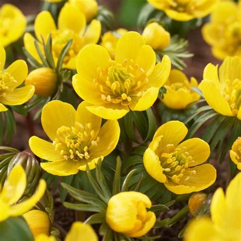 Yellow Flowers That Grow From Bulbs Miniature Flowering Bulbs