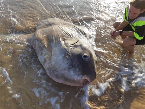 Giant Sunfish Washes Up On Australian Beach Guernsey Press