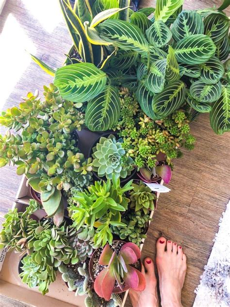 We did not find results for: Top 8 low maintenance house plants for beginners | Plants ...