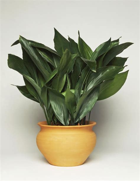 Check spelling or type a new query. 15 Best Low Light Indoor Plants