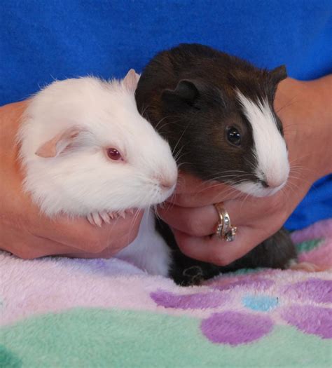 Eloise And Her Four Baby Guinea Pigs Are Now Ready For Adoption Into