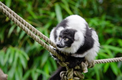 Free Images Animal Wildlife Zoo Mammal Fauna Primate Gibbon