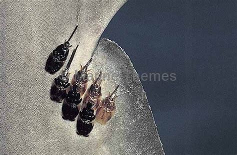 Copepods Copepoda Marinethemes Stock Photo Library