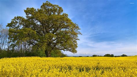 Lonesome Tree In Rapeseed Field Wallpaper Nature Wallpapers 35429