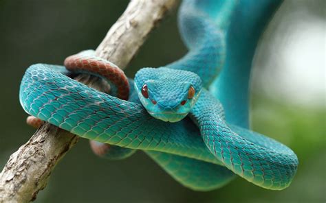 Blue Vipers Snake 5k Wallpaper Hd Wallpapers