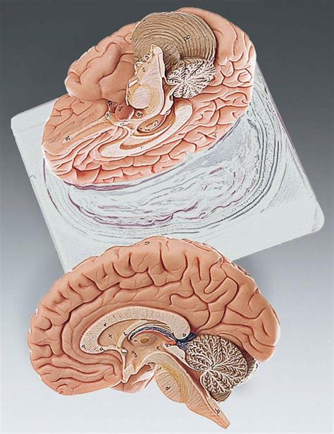 Two Part Brain Model Anatomical Chart Company Bs21