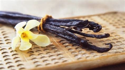 From Where Does Vanilla Come From Its Uses And Adulteration In Vanilla