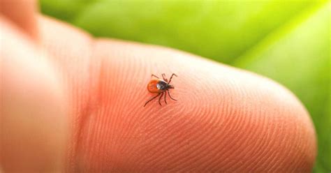 Lyme Disease Prevention 48 Hours After Tick Bite