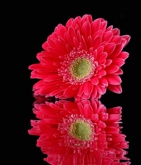 Gerbera Flower In Hindi Best Flower Wallpaper