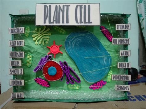 Plant Cell 3d Model Biology Projects Plant Cell Project Cells Project