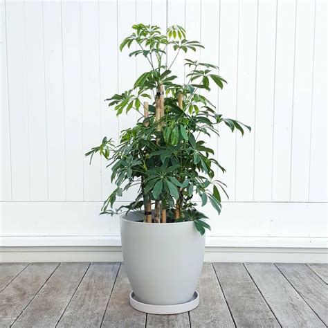 The Schefflera Care Is Not Difficult But This Houseplant Is Beautiful