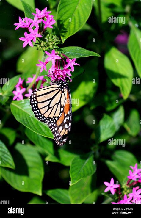 Beautiful Butterflies In Nature At The Gardens And Butterfly House