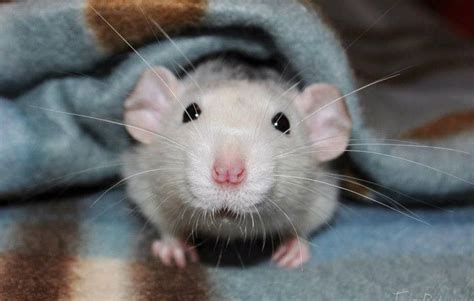 Fancy Rats Take Center Stage