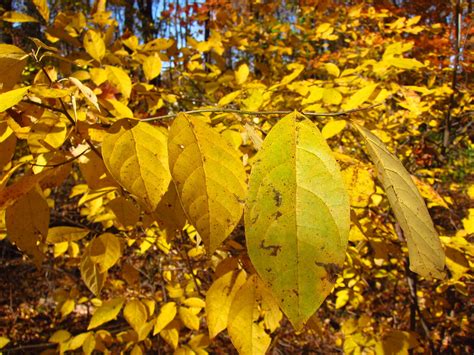 11 Best Trees To Plant For New England Style Foliage Gardenista