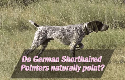 Do German Shorthaired Pointers Naturally Point Gsp Owners