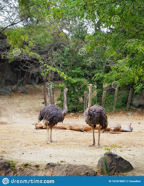 Ostriches Standing Together Stock Image Image Of Stare Bird 161819857