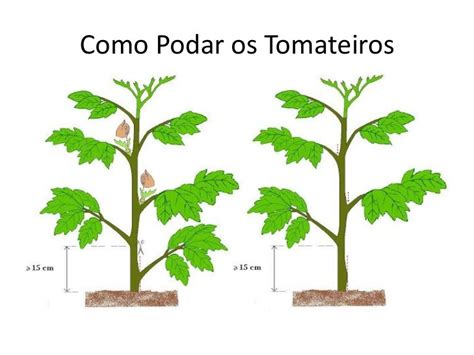 Como Podar Os Tomateiros