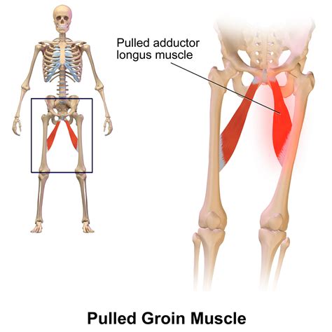 The area between the torso and the thigh, where the leg connects to the body, is called the inguinal canal or just inguinal. The Importance of Stretches for Groin Injury : Stretching is Essential