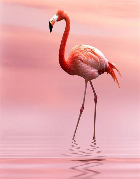 Maya47000 Pink Flood By Stephen Warren Flamingo Bird Flamingo