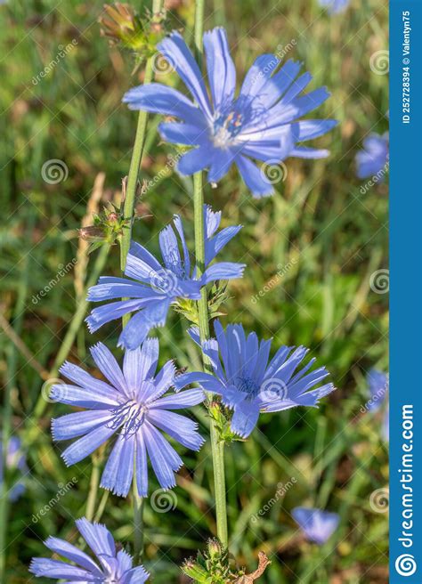 Chicory Plant In Blossom Beautiful Blue Flowers Close Up Stock Photo