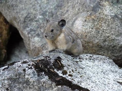 Five Adorable Critters Protected By National Parks Sierra Club