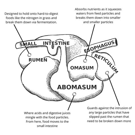 Ruminant Digestive System Worksheets