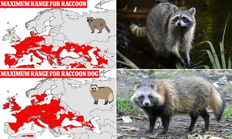 Where Do Japanese Raccoon Dogs Live