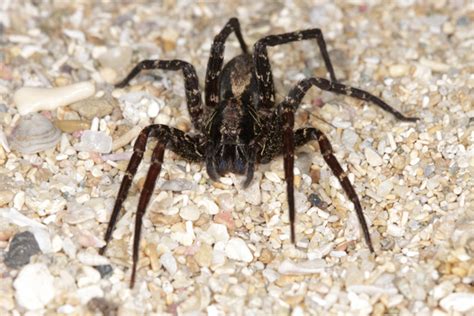 Puerto Rico Wildlife Alfredo Colón Wolf Spiders Lycosidae Wolf Spider