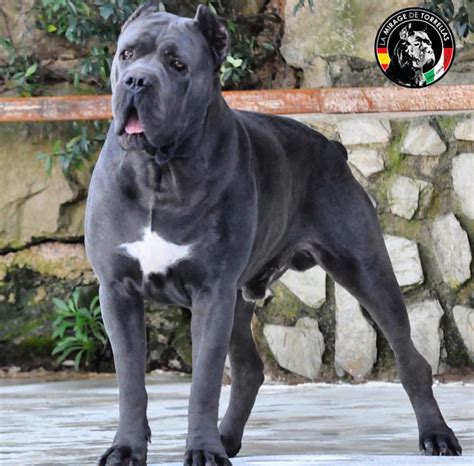 Some breeds also shed to control their body temperature throughout the year just like us humans' skin breaks out when we get stressed, the same thing kinda happens with our frenchies too. "X-Man" Cane Corso | Cane corso dog, Cane corso, Corso dog