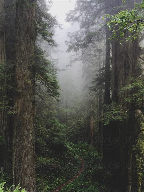Foggy Forest Trail By Stocksy Contributor Kevin Russ Stocksy