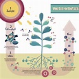 A Step-by-step Guide to Understand the Process of Photosynthesis ...