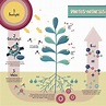 A Step-by-step Guide to Understand the Process of Photosynthesis - Biology Wise