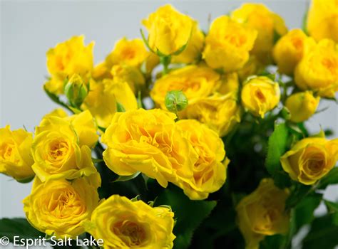 Yellow Babe Spray Rose Yellow Spray Roses Yellow Flowers Floral