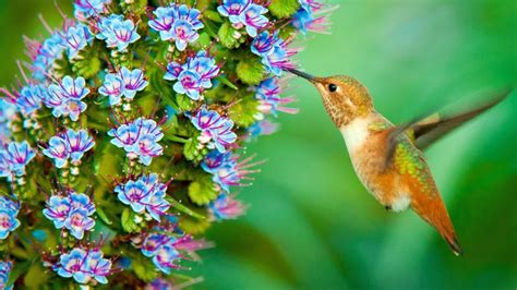 Animals Birds Hummingbird Wallpaper Hd For Desktop Mobile